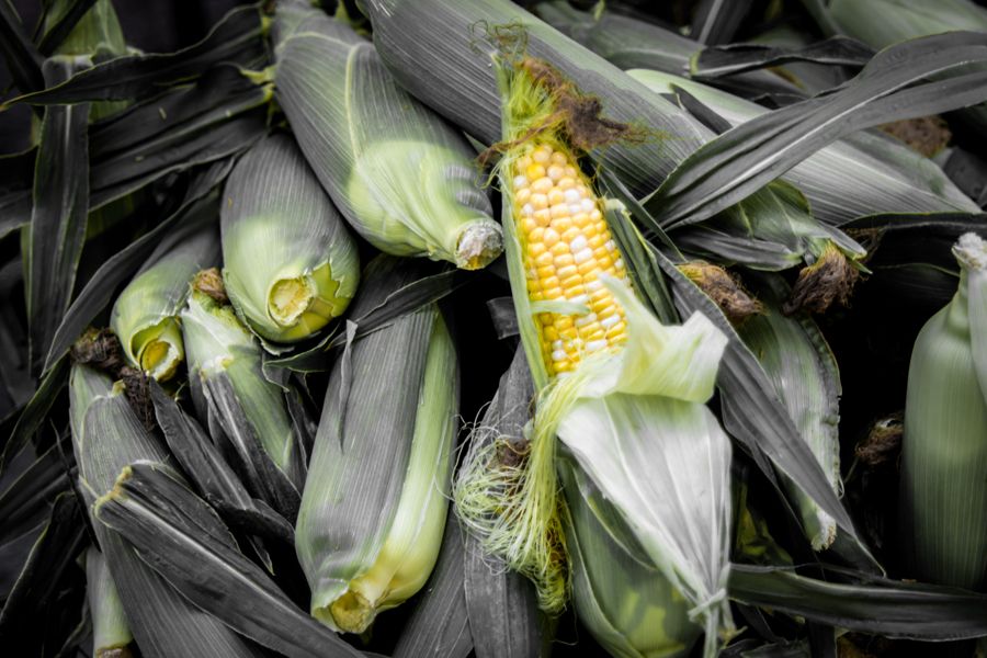 Photo of many ears of corn on the cob in their husks, with one partially opened to reveal yellow corn kernels.