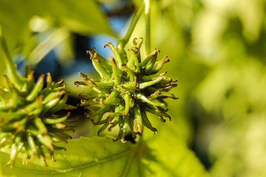 TODO: describe the photograph for “Liquidambar styraciflua”