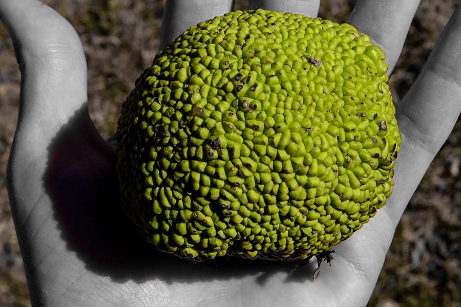 TODO: describe the photograph for “Maclura pomifera”